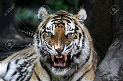 Trouve le tigre féroce