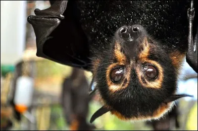 Sur le logo de quel club européen y a-t-il une chauve-souris ?