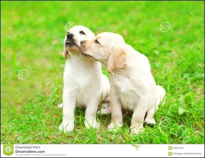 As-tu beaucoup d'amis ?