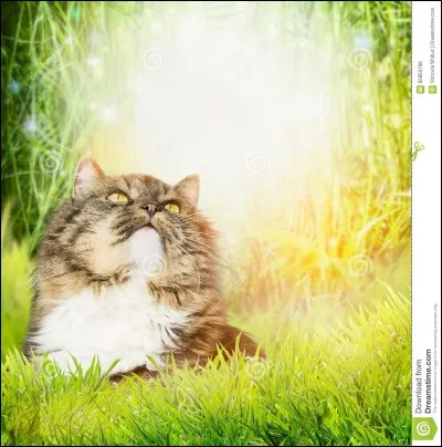 Aimes-tu la nature ?