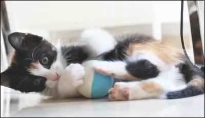 Quel est ton caractère ?