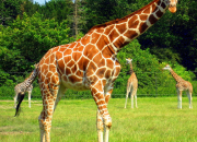 Quiz 10 choses  savoir sur les girafes