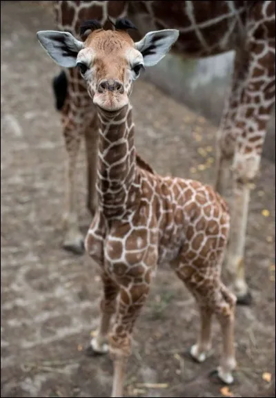 Nous pouvons également appeler le petit de la girafe le girafeau.