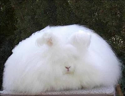 Qui possde un animal similaire ?