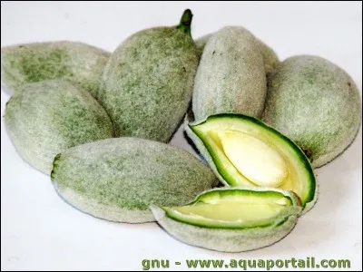 Quels sont ces aliments ?