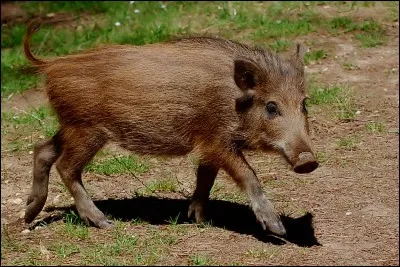 Quel est le nom du bébé sanglier ?