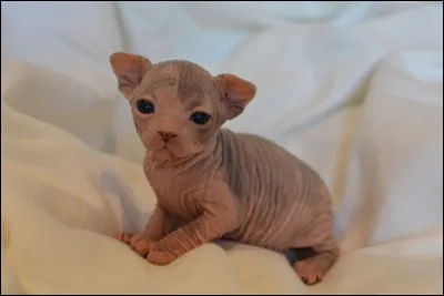 Qu'est-ce que c'est ?