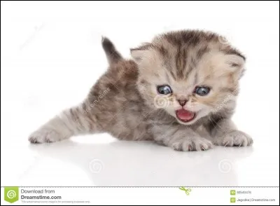 Ce chaton est...