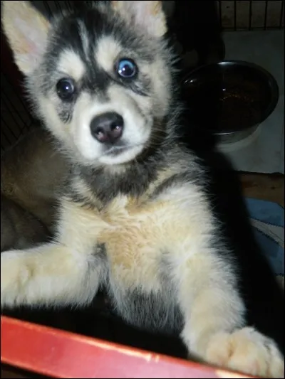 Ce bébé est un louveteau.