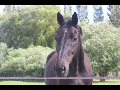 Quel est le nom de ce cheval ?