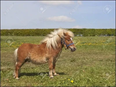 Quelle est la race de ce cheval ?