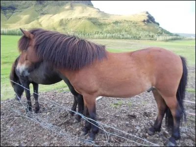 Quelle est la race de ce cheval ?