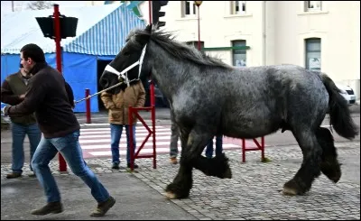 Quelle est la race de ce cheval ?