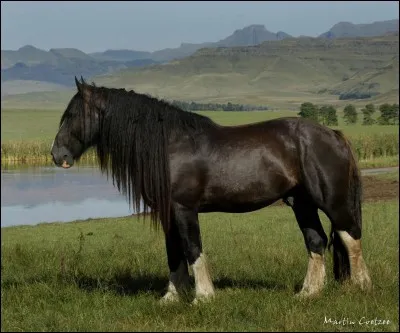 Quelle est la race de ce cheval ?