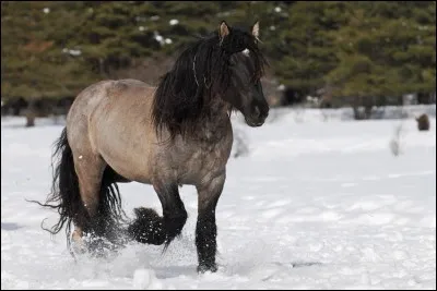Quelle est la race de ce cheval ?