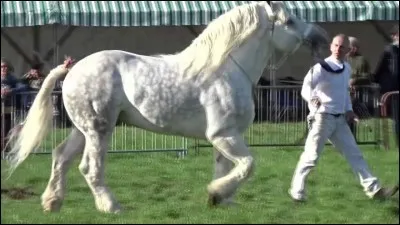 Quelle est la race de ce cheval ?