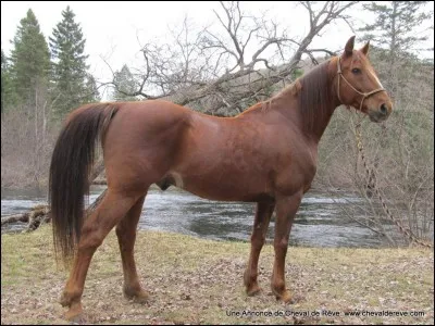 Quelle est la race de ce cheval ?