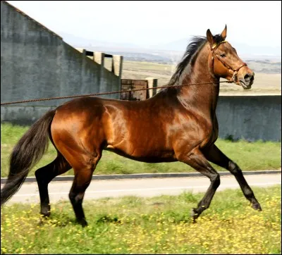 Quelle est la race de ce cheval ?