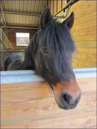 Quelle est la race de ce cheval ?