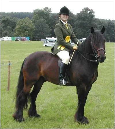 Quelle est la race de ce cheval ?