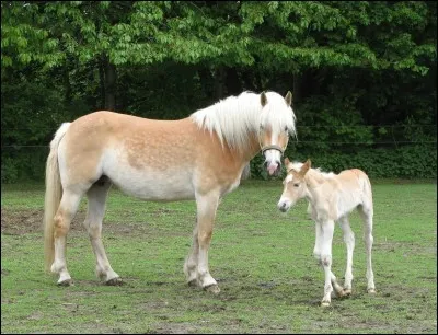 Quelle est la race de ce cheval ?