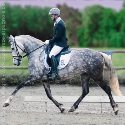 Quelle est la race de ce cheval ?