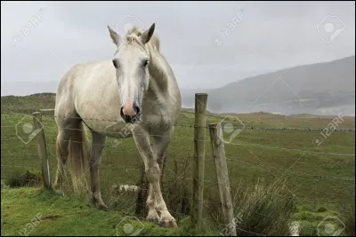 Quelle est la race de ce cheval ?