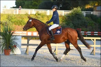 Quelle est la race de ce cheval ?