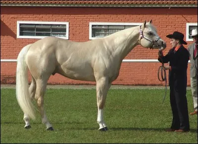 Quelle est la race de ce cheval ?