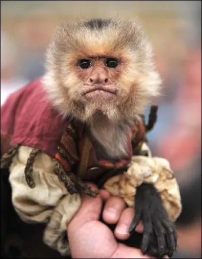 Dans ''Pirates des Caraïbes : La Malédiction du Black Pearl'' , comment s'appelle le singe de Barbossa ?