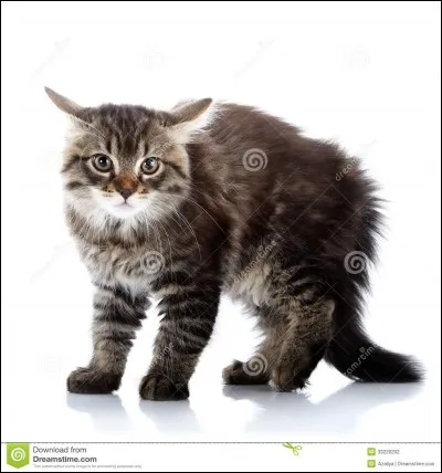 Quel animal déteste-t-il le plus ?