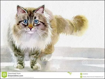 Quelle couleur n'est pas une couleur de son pelage ?