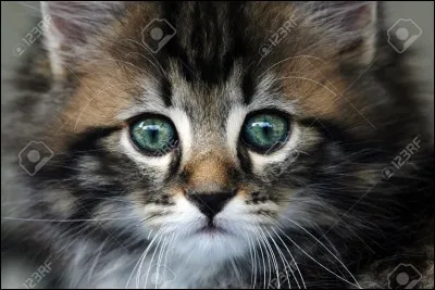 Qui est le plus dominant ?