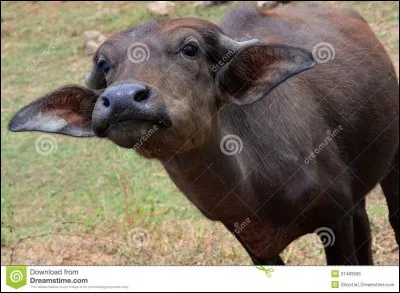 Pour l'instant il n'a rien d'intimidant, mais dans quelques années, ne vous y frottez pas, il a mauvaise réputation !