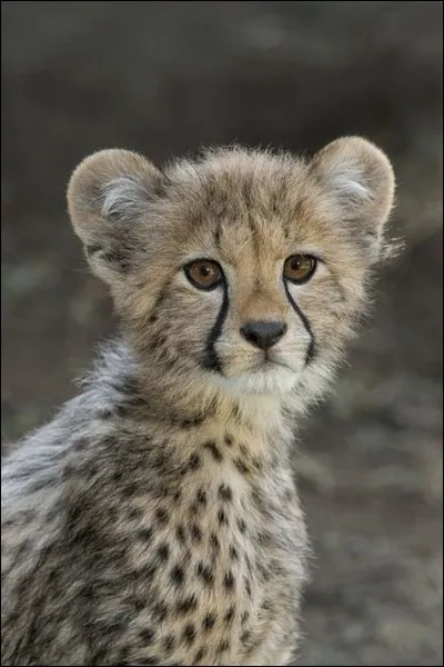 Il va devenir le roi des coureurs de la savane !