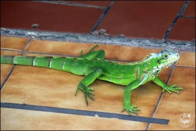 Plus tard, il aura un aspect bien plus effrayant, mais finalement il est végétarien !