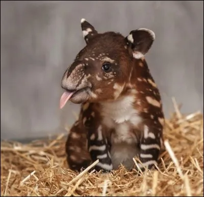 Plus tard, vous pourrez le voir à l'âge adulte, en Amérique ou en Asie !