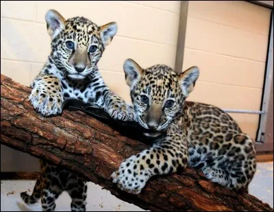 Une fois adultes, ils chasseront l'agouti ou le pécari !