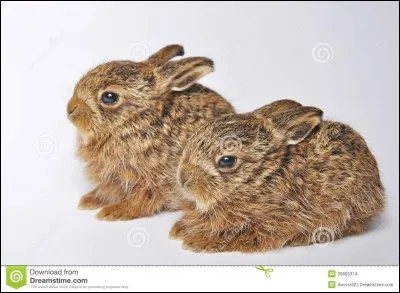 Une fois adultes, le bout de leurs oreilles sera noir !