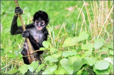 Pour l'apercevoir, prenez la direction de l'Amérique Centrale ou du Sud !