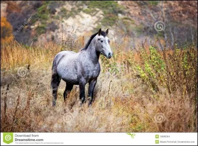 De quelle couleur est le cheval marron de Marie-Claire ?