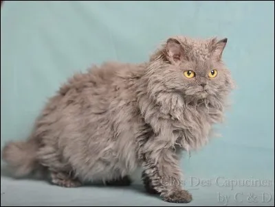 Comment sont les poils de ce chat ?