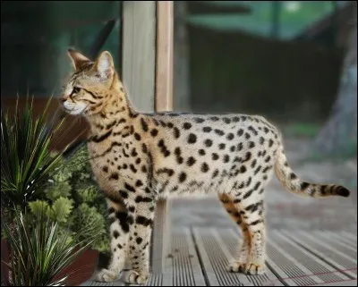 Quel est le poids d'un chat de race Savannah ?