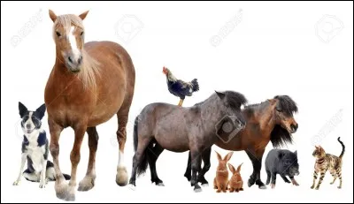 Quel est ton animal préféré ?