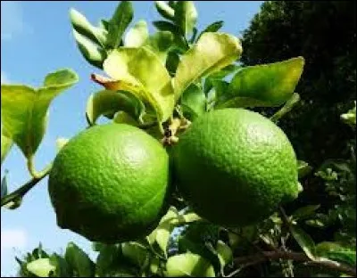 Oiseau des forêts tropicales, à gros bec :