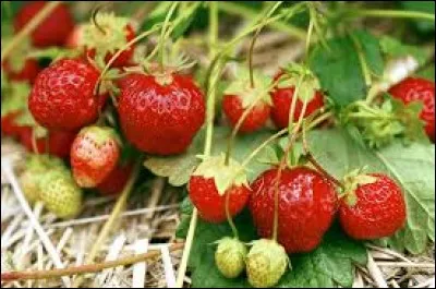 Préparation à base de cire et d'huile, à usage externe :