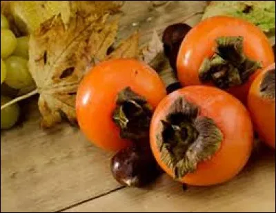 Petit mammifère herbivore ressemblant à la marmotte et qui vit en Afrique et au Moyen-Orient :