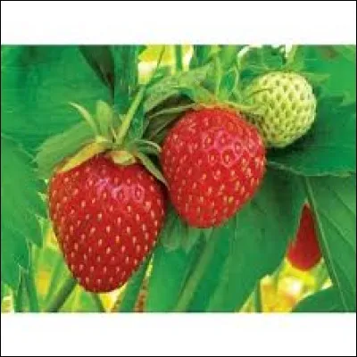 Style de musique jazz originaire de la Nouvelle-Orléans, apparu au début du XXe siècle :