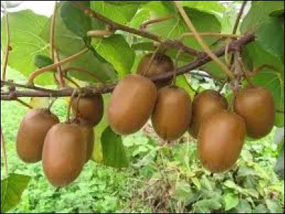 En horticulture, dépôt de paille et d'herbes destiné à protéger les jeunes plants du gel :