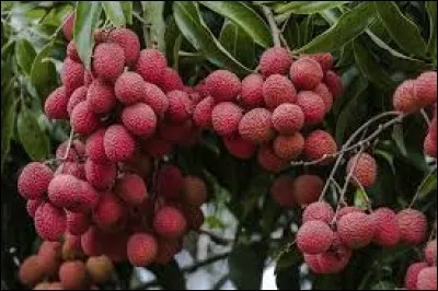 Plante malodorante utilisée autrefois pour chasser les punaises :